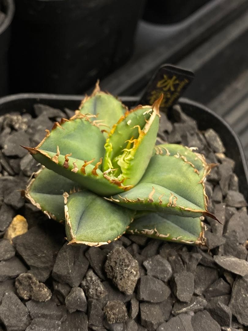 Lize 冰雹　親株画像有り　発根活着済み　連刺出るタイプ　ブツブツ