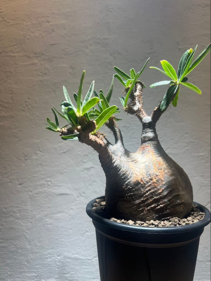 ハイライン　パキポディウム・グラキリス