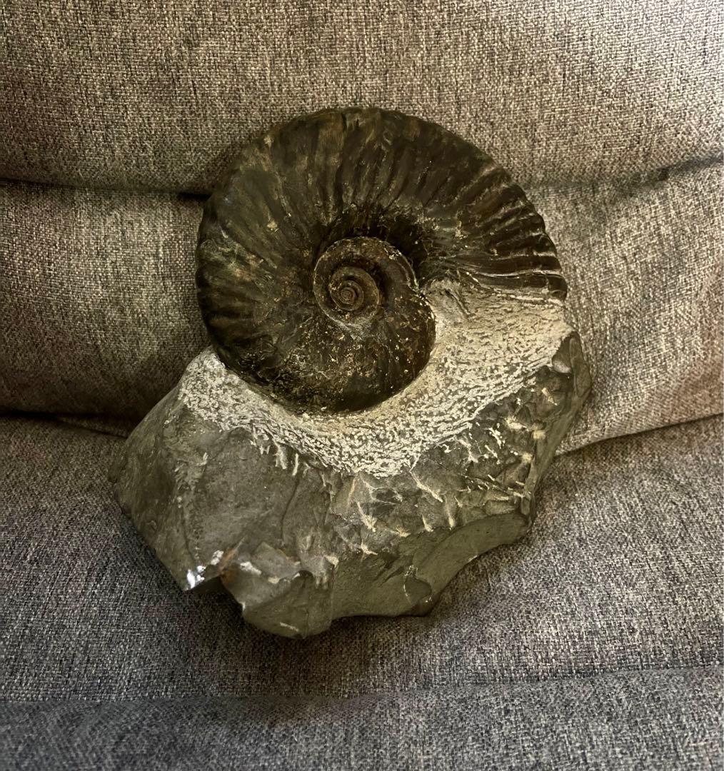 アンモナイト　遺品整理