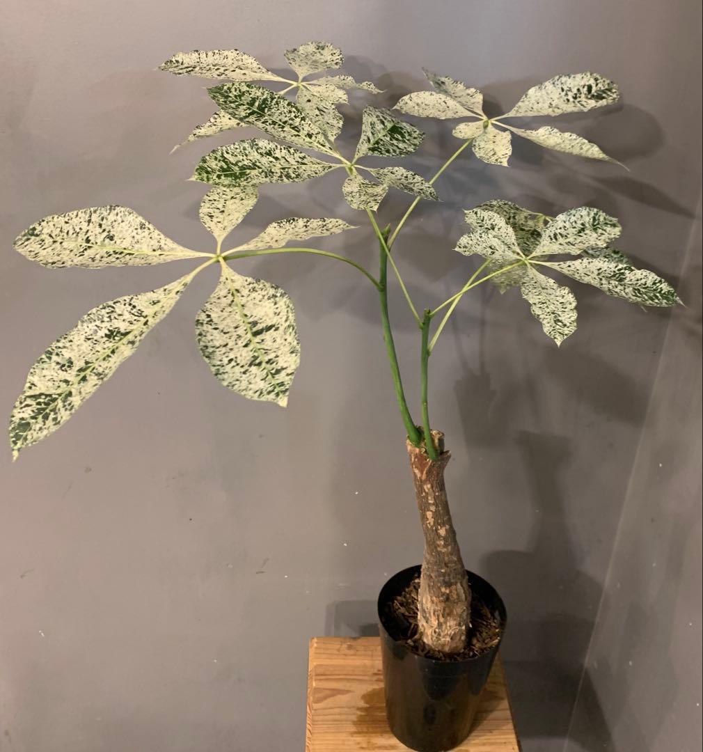 パキラ ミルキーウェイ 5号 4