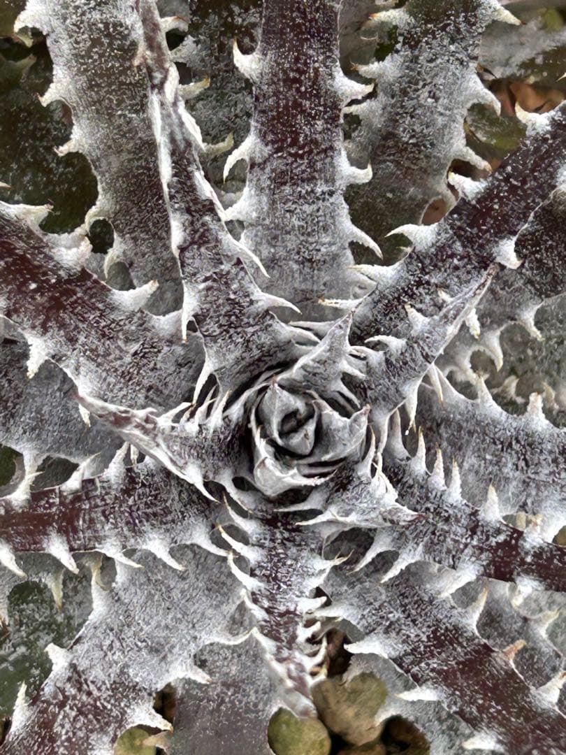 ディッキア Dyckia Code NW-27 Bill Baker