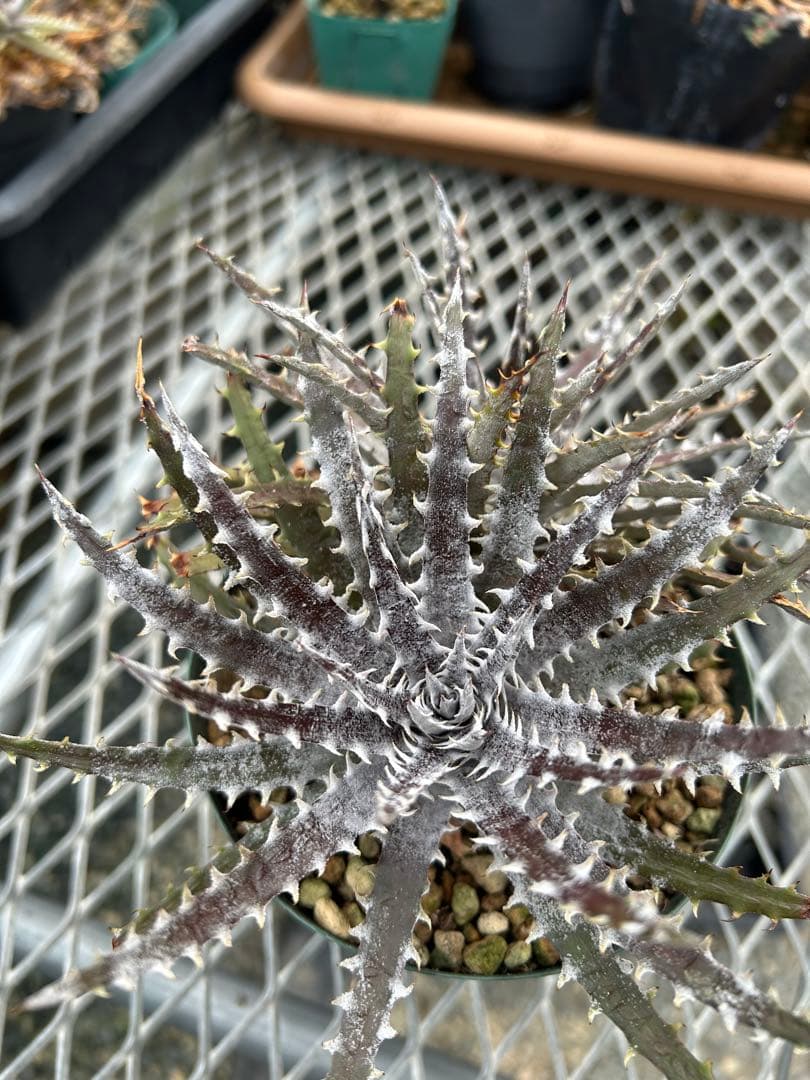 ディッキア Dyckia Code NW-27 Bill Baker