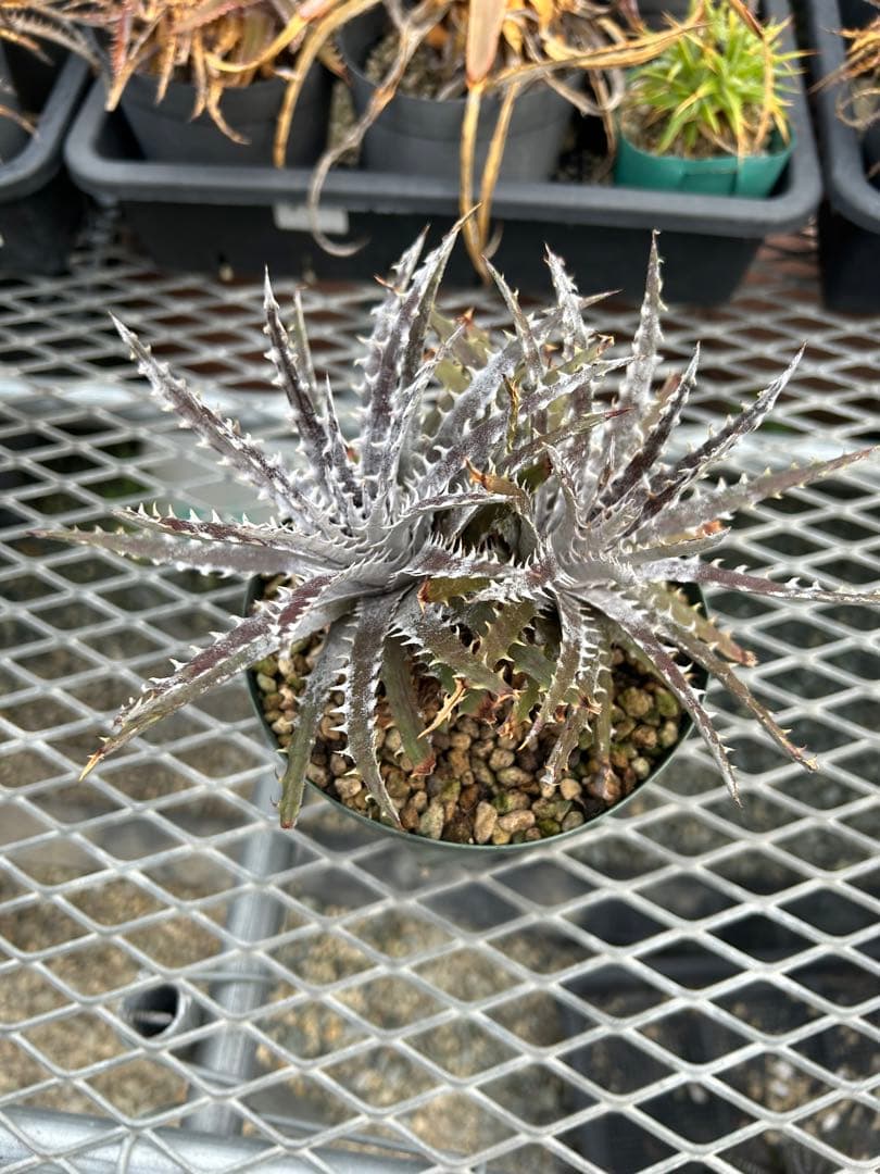 ディッキア Dyckia Code NW-27 Bill Baker