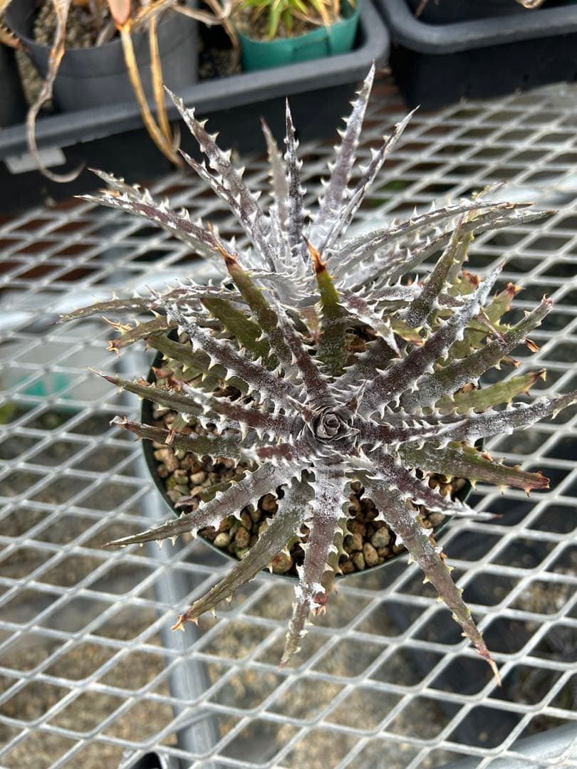 ディッキア Dyckia Code NW-27 Bill Baker