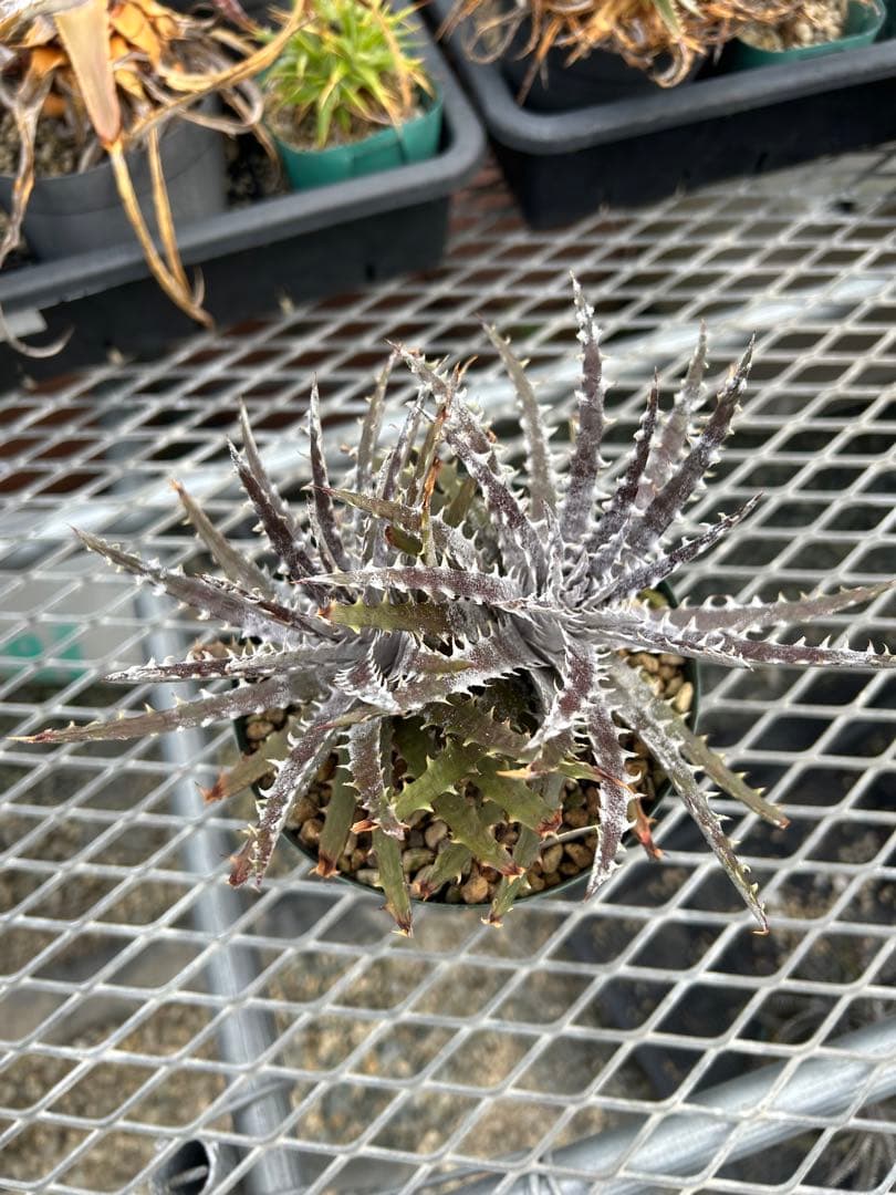 ディッキア Dyckia Code NW-27 Bill Baker