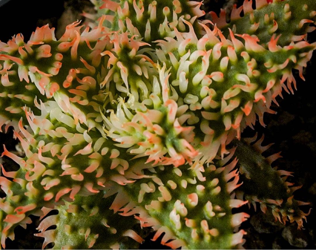 アロエハイブリッド　TCT Super YYY Series