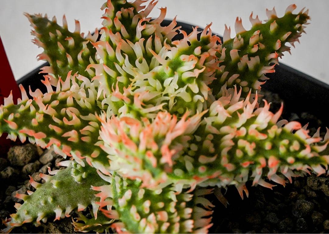 アロエハイブリッド　TCT Super YYY Series