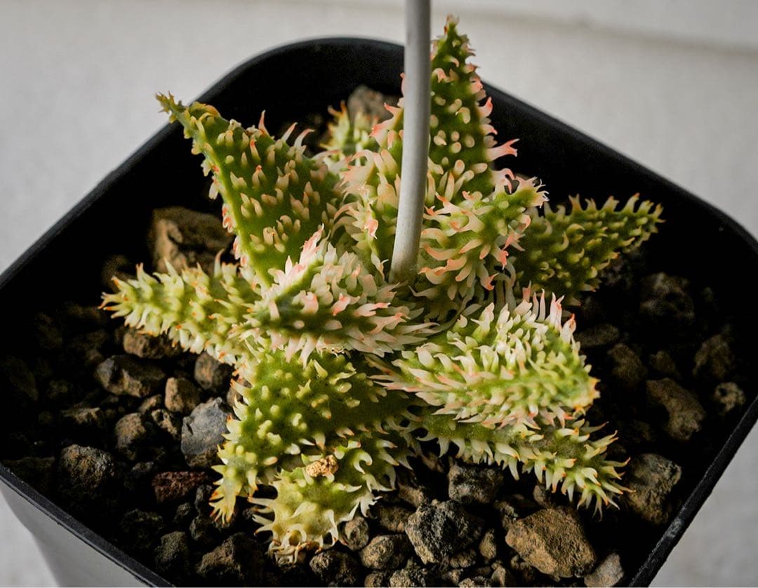 アロエハイブリッド　TCT Super YYY Series