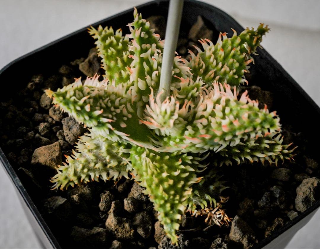 アロエハイブリッド　TCT Super YYY Series