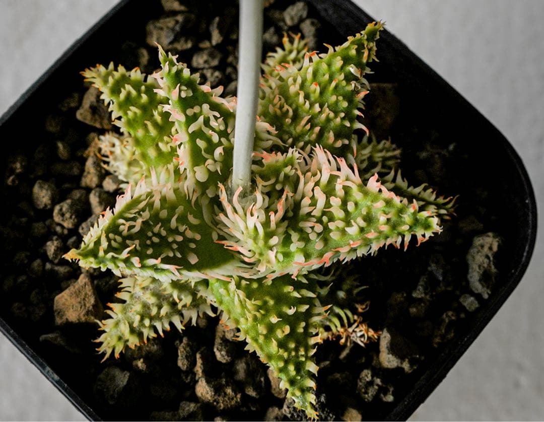 アロエハイブリッド　TCT Super YYY Series