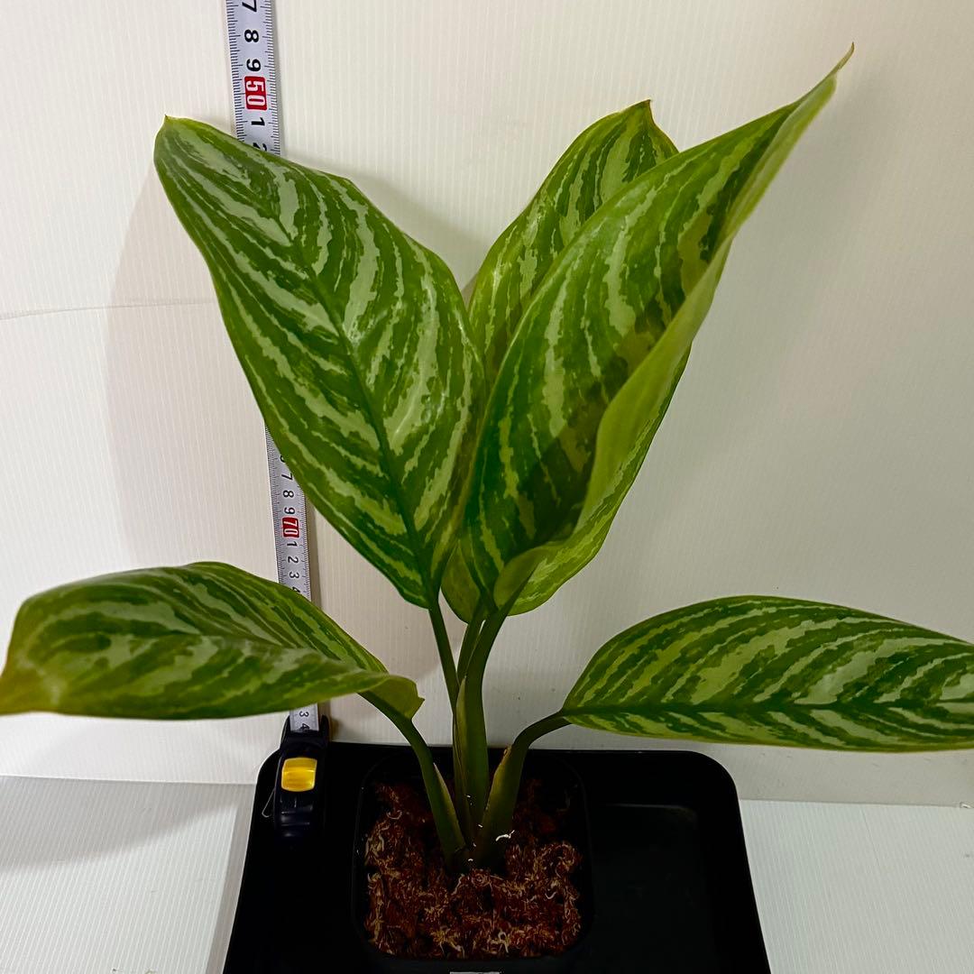 アグラオネマ ニティドゥム カーティシー 観葉植物 LEON レオン 19