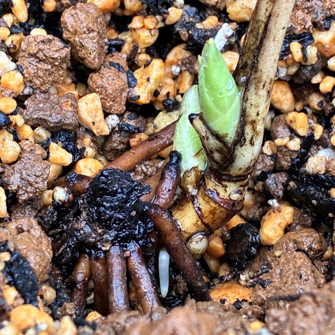 ˙*⋆様 ☘️極上☘️❤️根充実❤️しっかり新芽❤️3286⭐️フジタ⭐️超小輪