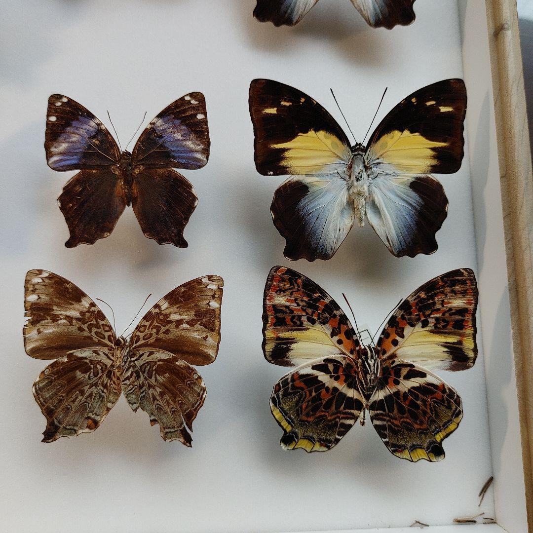蝶の標本　　「値引き」ヤイロタテハ　フランキヤイロタテハ