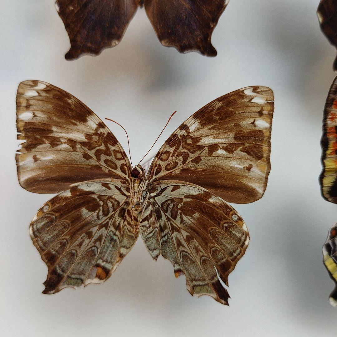 蝶の標本　　「値引き」ヤイロタテハ　フランキヤイロタテハ