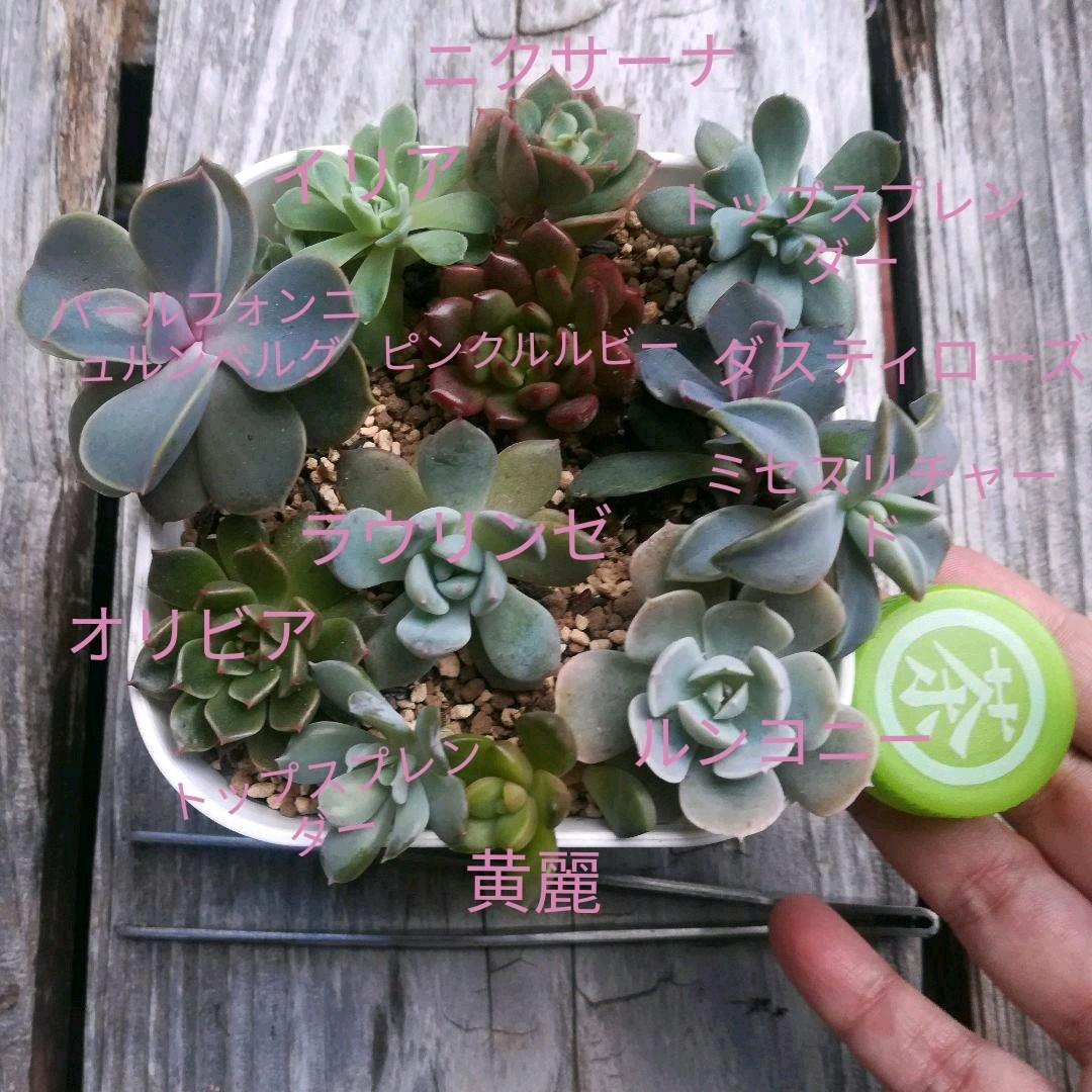 アンジュ様 ご確認用 多肉