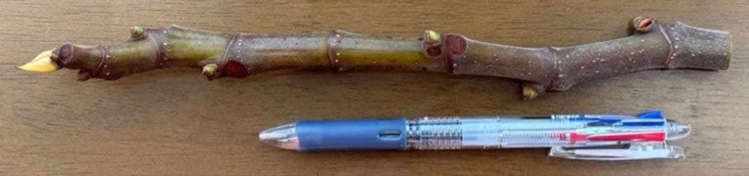 くろ さま イチジク 穂木 専用出品