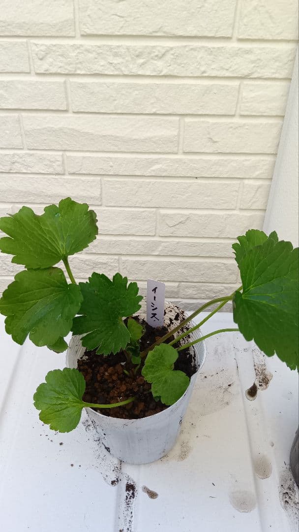 専用　ラナンキュラスラックス　芽出し苗セット