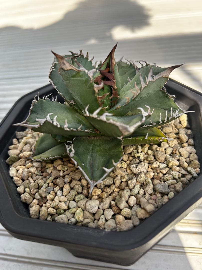 アガベ チタノタ　クラウン