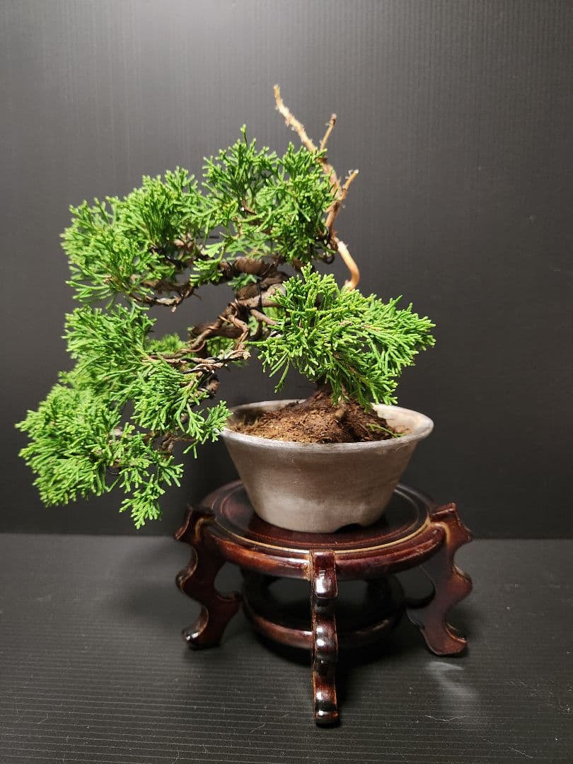 糸魚川真柏 真柏 糸魚川 天神 神舎利 捻れ幹　天神　神舎利　ジンシャリ