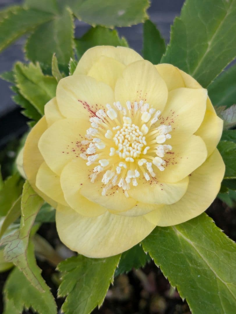 広瀬園芸 クリスマスローズ　グリーンゴールドスポットdd　小輪極美株