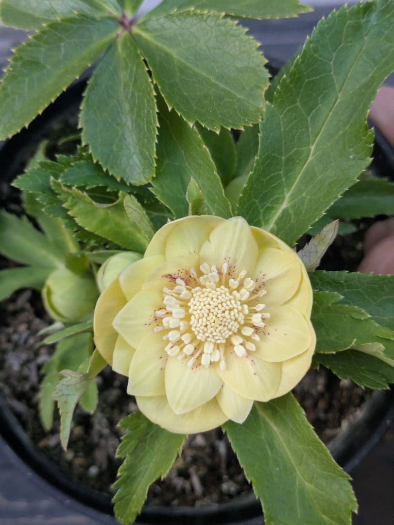 広瀬園芸 クリスマスローズ　グリーンゴールドスポットdd　小輪極美株