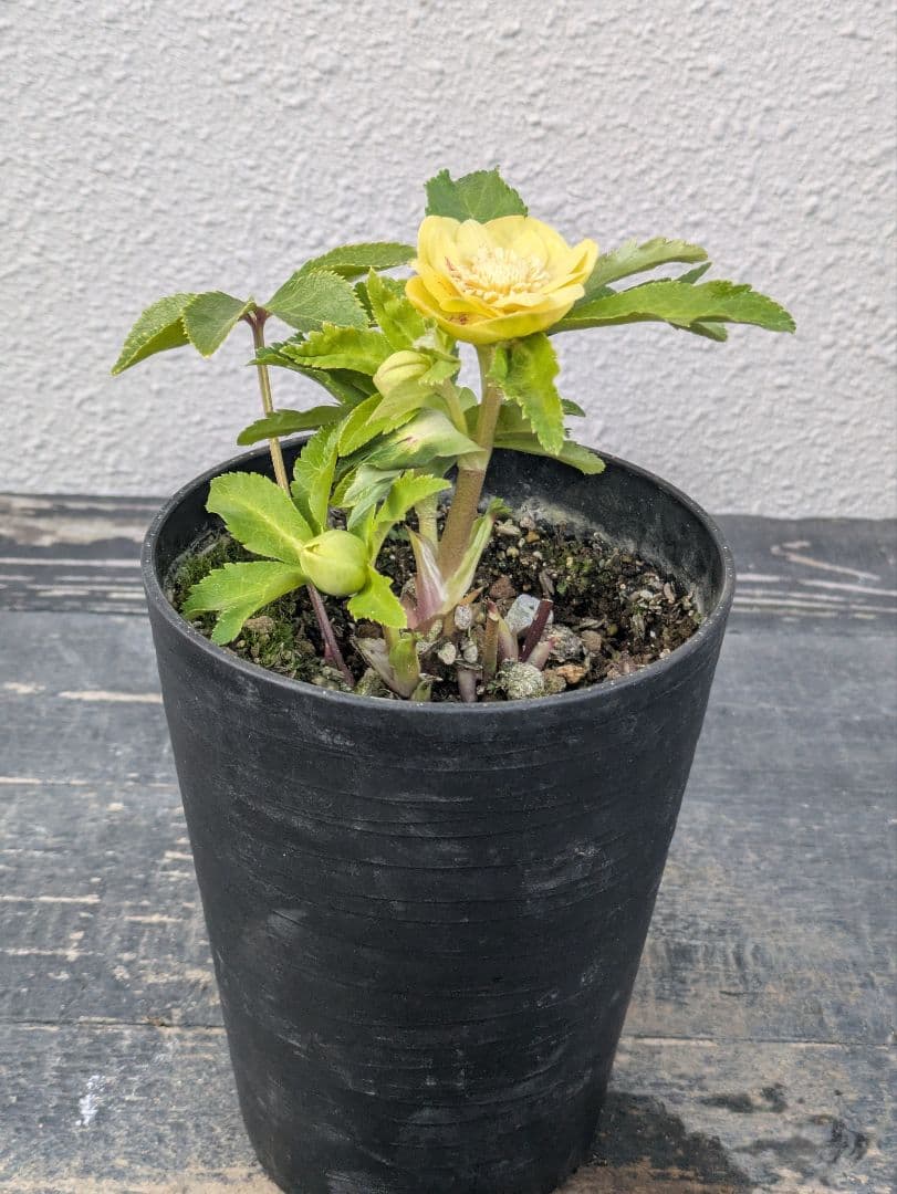 広瀬園芸 クリスマスローズ　グリーンゴールドスポットdd　小輪極美株