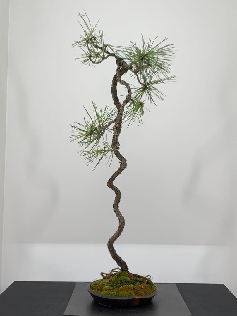 南蛮鉢との相性抜群の山採り文人赤松　細幹　樹高約67cm（検索/真柏　盆栽）