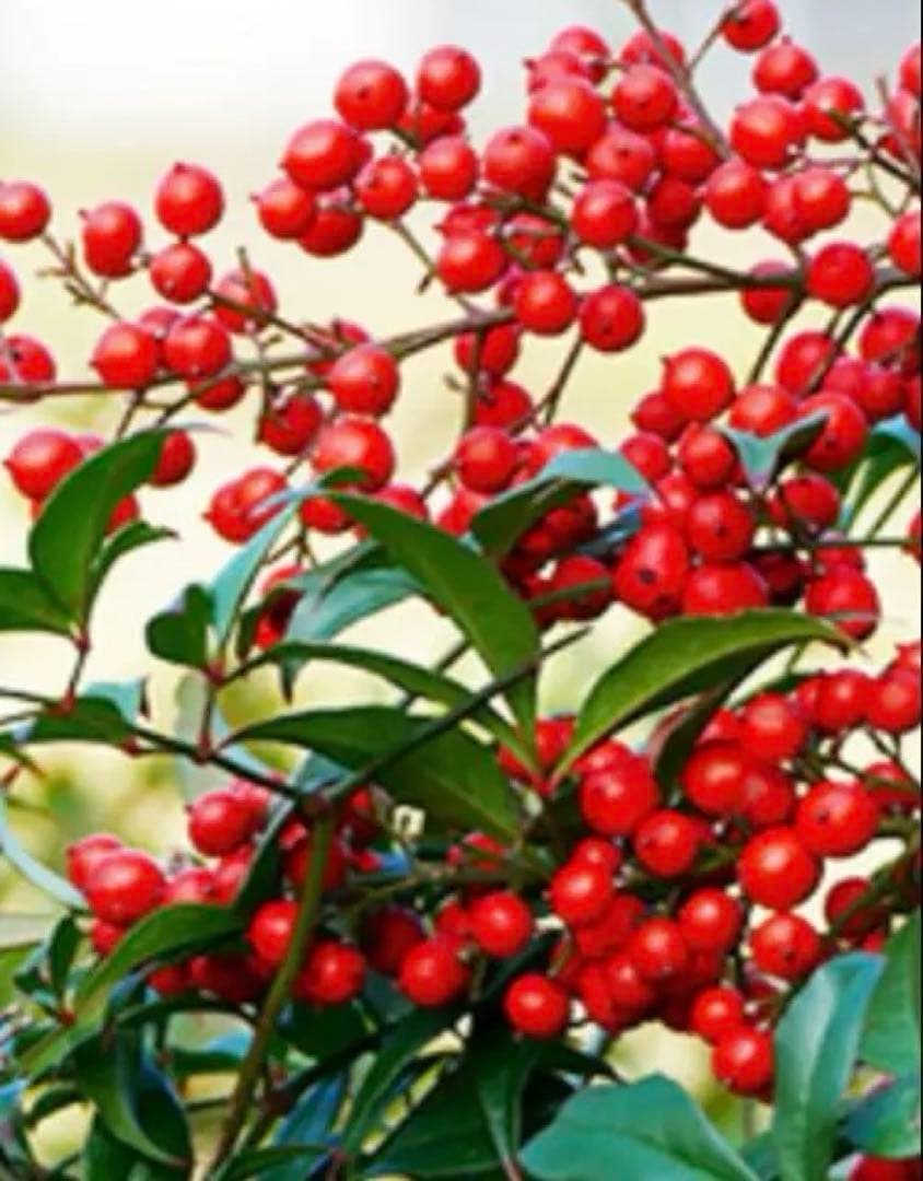 南天 ブローチ 赤い実