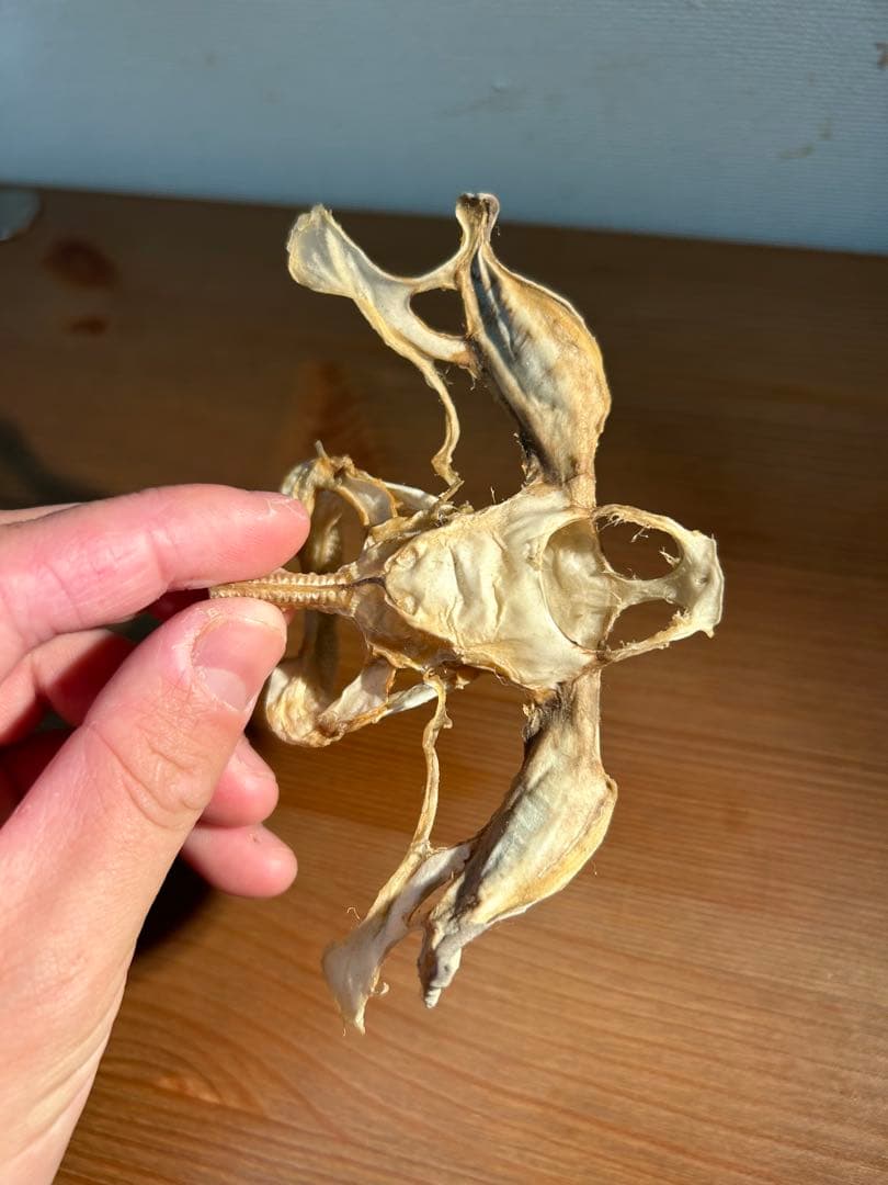 シュモクザメ頭骨