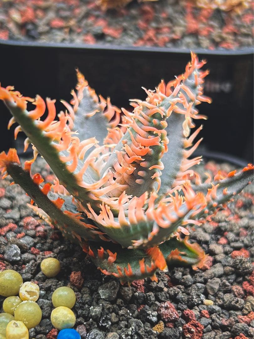 “Lionfish” アロエハイブリッド ライオンフィッシュ