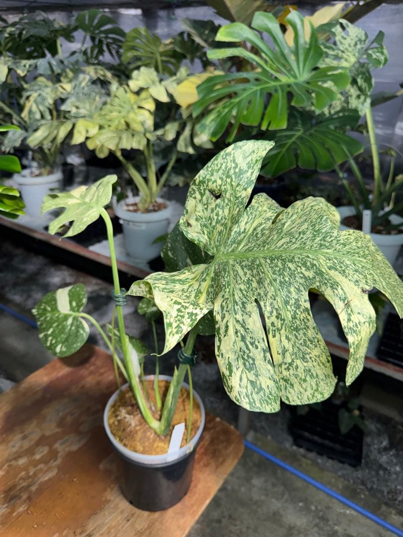 ち*じ様 T18モンステラ　タイコンステレーション　スターライト