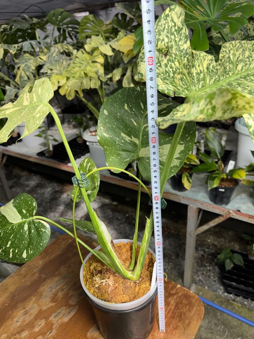 ち*じ様 T18モンステラ　タイコンステレーション　スターライト