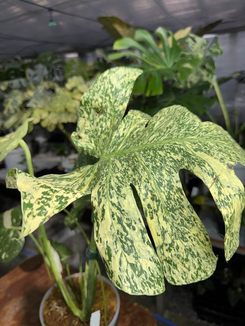 ち*じ様 T18モンステラ　タイコンステレーション　スターライト