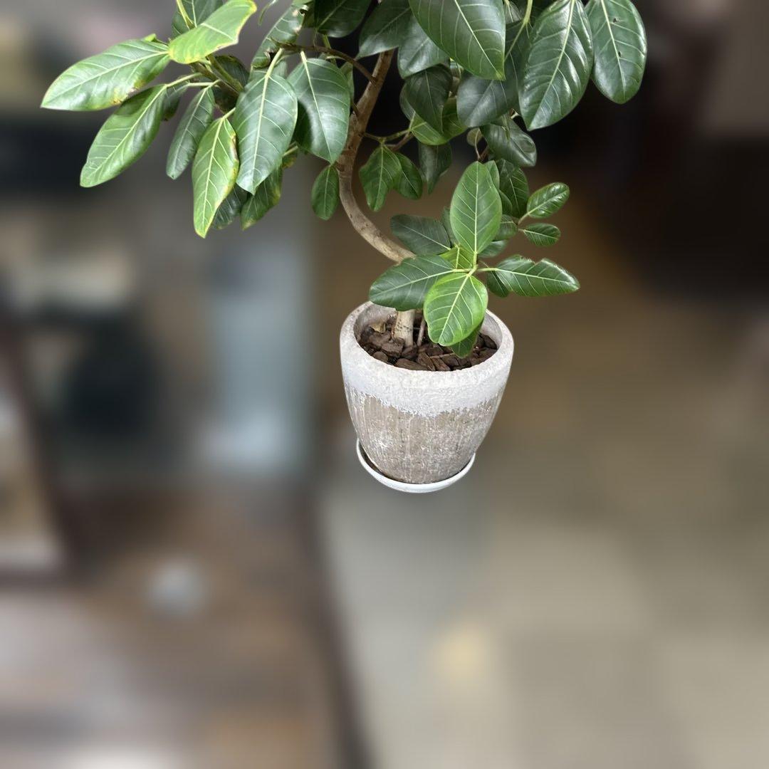 フィカス 観葉植物 約170センチ