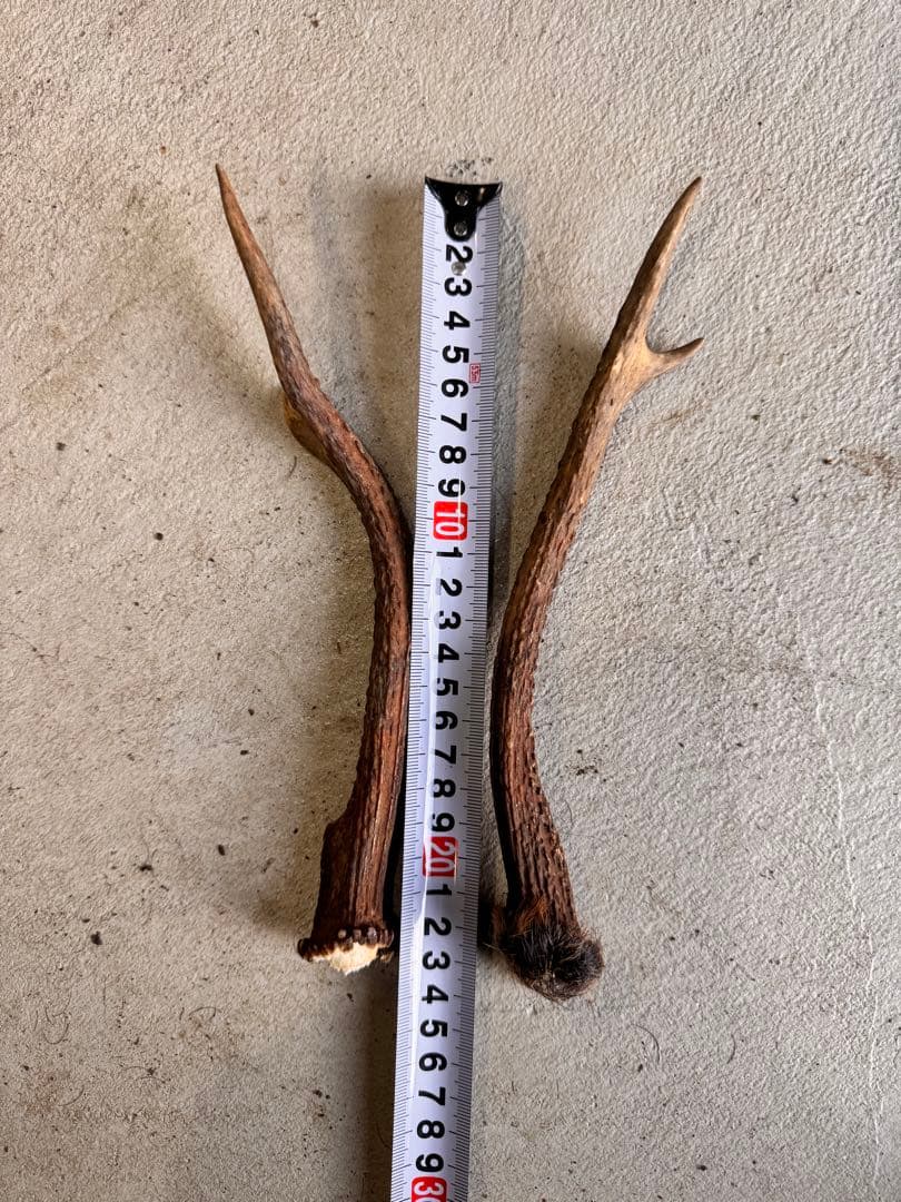 日本鹿の角 11対(22本セット) No.4