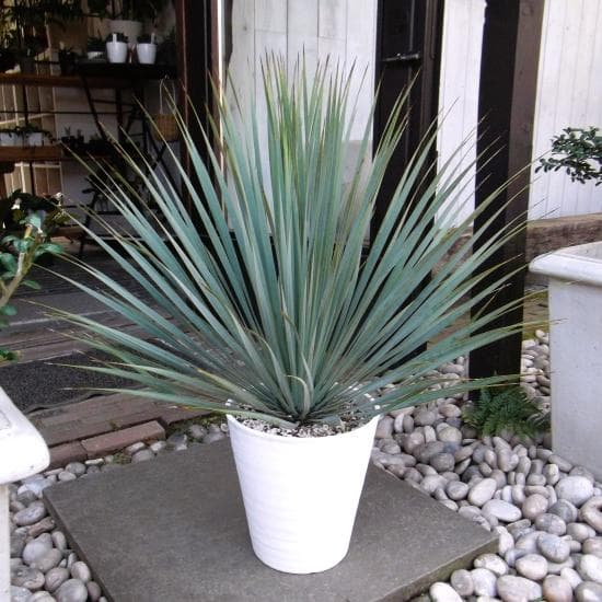 現物「ユッカ・ロストラータ」９号　Yucca rostrata