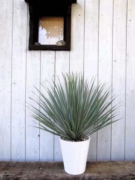 現物「ユッカ・ロストラータ」９号　Yucca rostrata