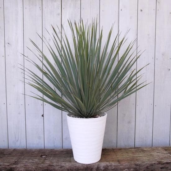 現物「ユッカ・ロストラータ」９号　Yucca rostrata