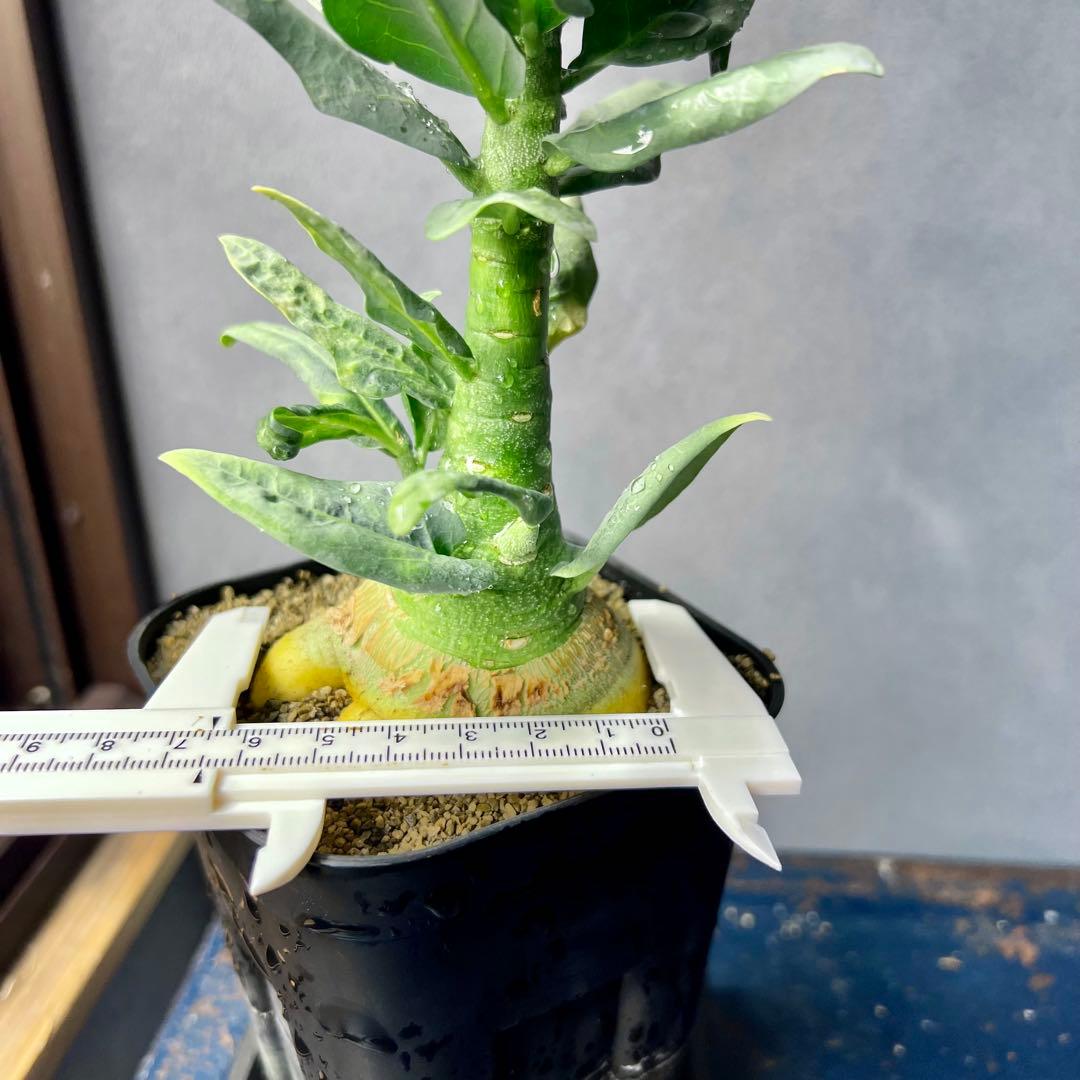 R*i様 アデニア ペチュエリー 実生 太め良型株 Adenia pechuel