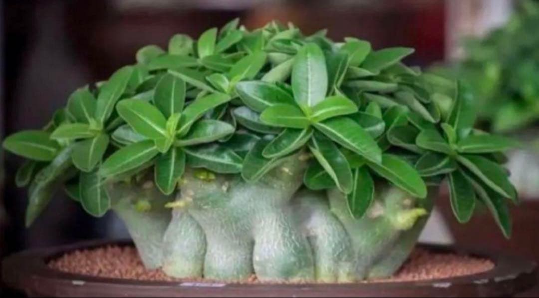 【激レア/ドワーフ/超極太/塊根】アデニウム アラビカムV2ハック鉢植えE-10