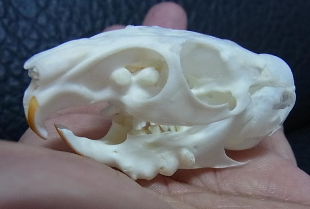 高品質　レア　オナガチンチラ 頭骨