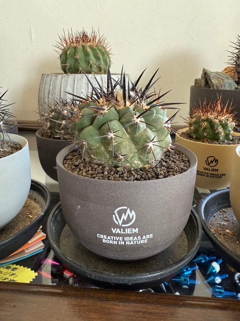 黑王丸Copiapoa cinerea強棘 実生の発根済み