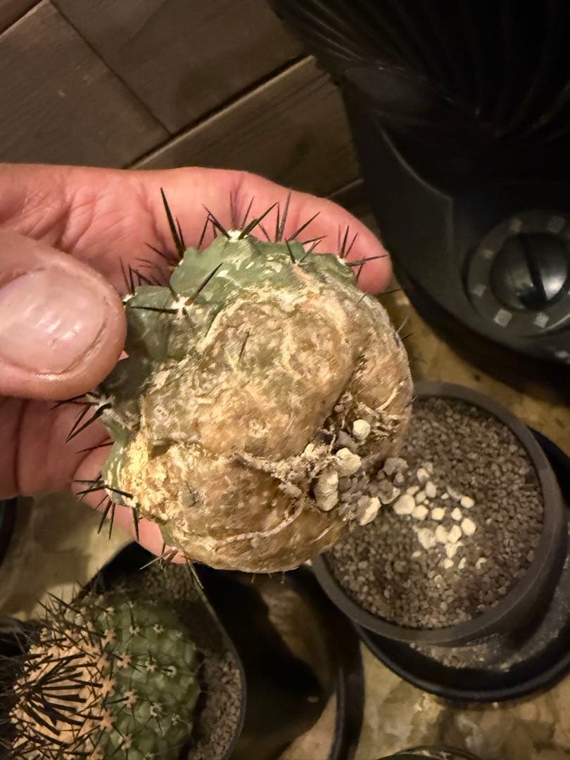 黑王丸Copiapoa cinerea強棘 実生の発根済み