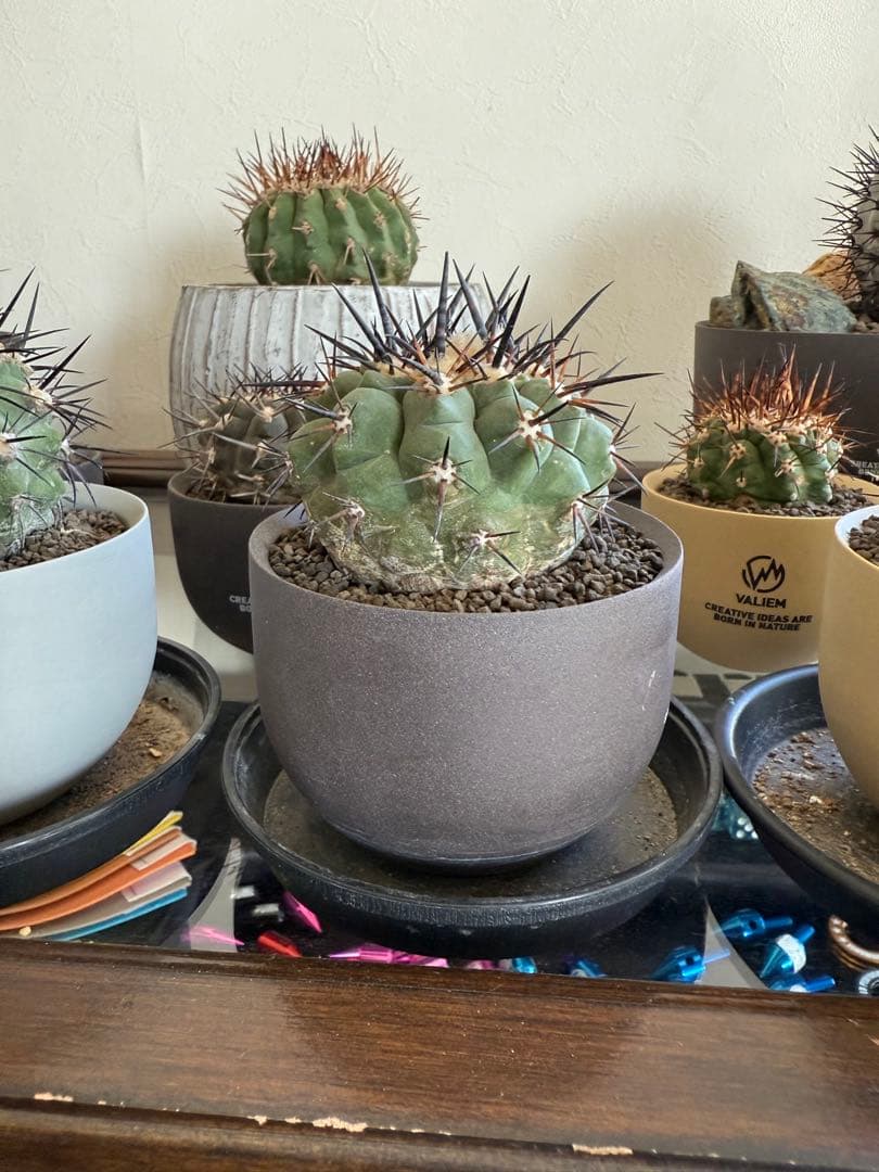 黑王丸Copiapoa cinerea強棘 実生の発根済み