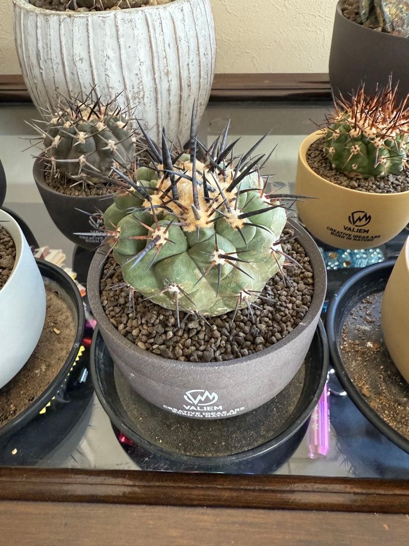 黑王丸Copiapoa cinerea強棘 実生の発根済み