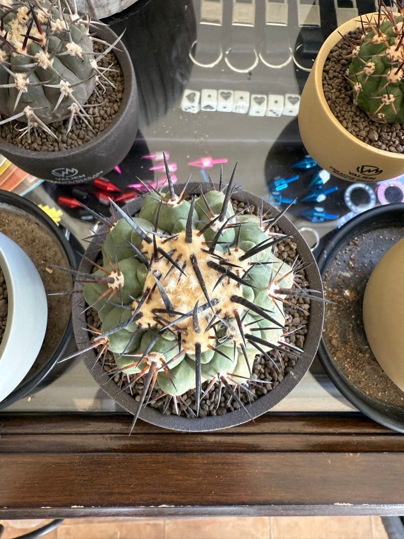 黑王丸Copiapoa cinerea強棘 実生の発根済み