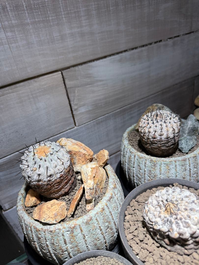 黑王丸Copiapoa cinerea強棘 実生の発根済み