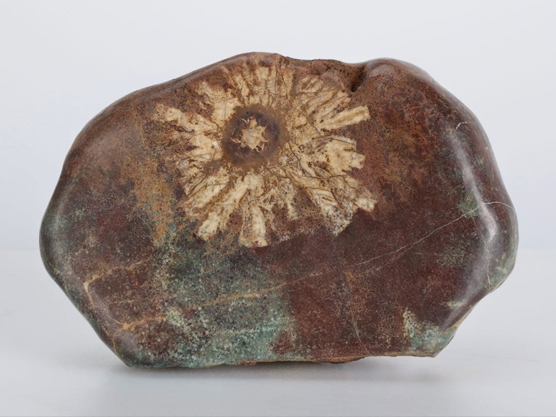 菊花石 菊紋石 一輪1.25kg 鑑賞石 原石 自然石 美石 水石 盆石 飾石