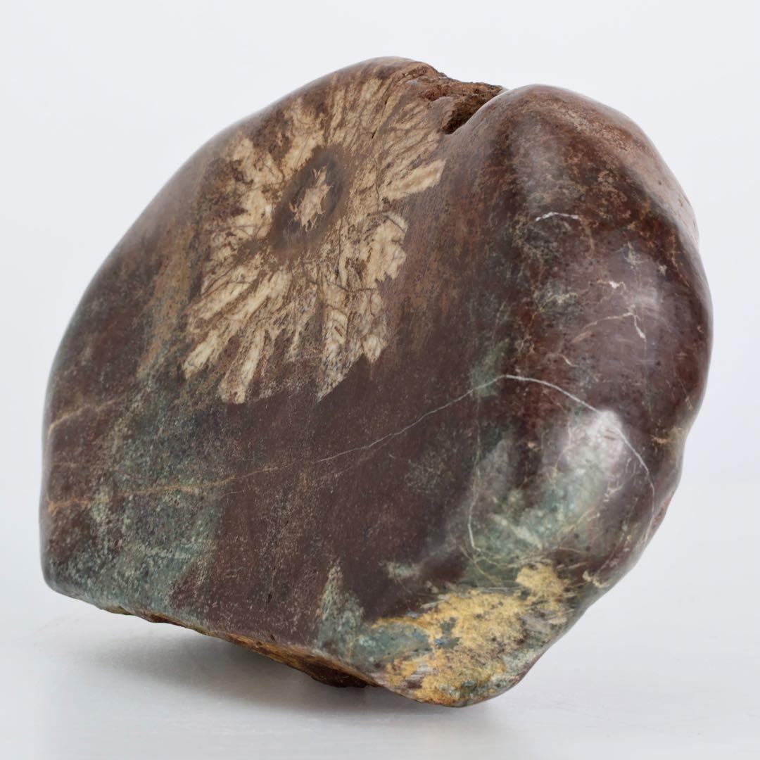 菊花石 菊紋石 一輪1.25kg 鑑賞石 原石 自然石 美石 水石 盆石 飾石