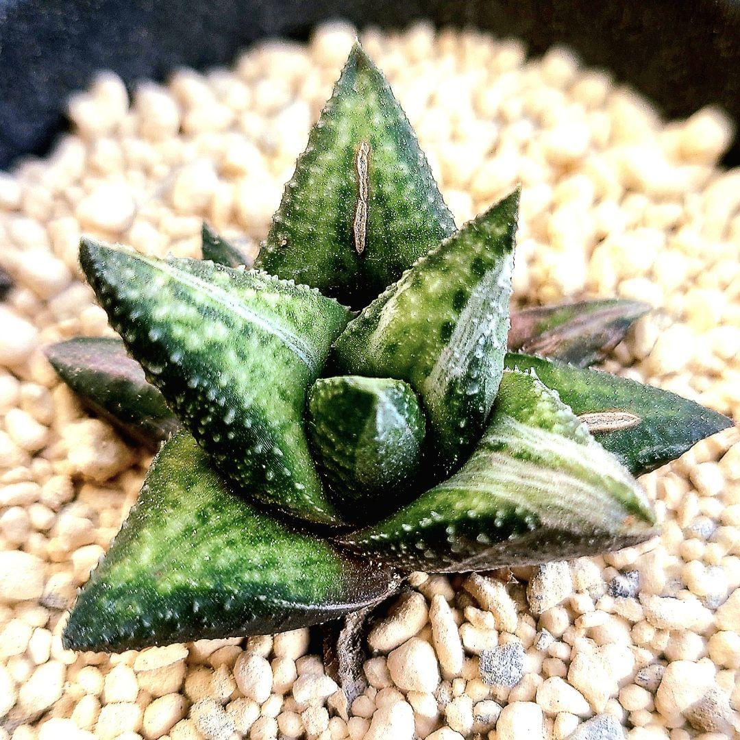 原種斑 アウグスチナフォリア白斑 カンディカンス 　多肉植物 ハオルチア アロエ